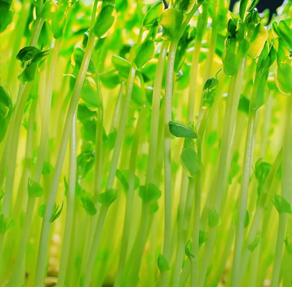 養生10種補陽蔬菜 養生10種補陽蔬菜